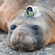 Illustration for article titled Seals Are Helping Chart the Ocean Floor
